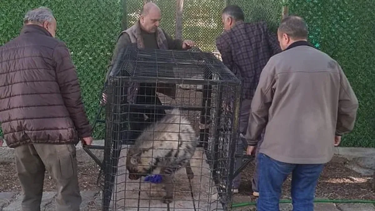 Adıyaman'daki çizgili sırtlan Şanlıurfa'da rehabilite edilecek