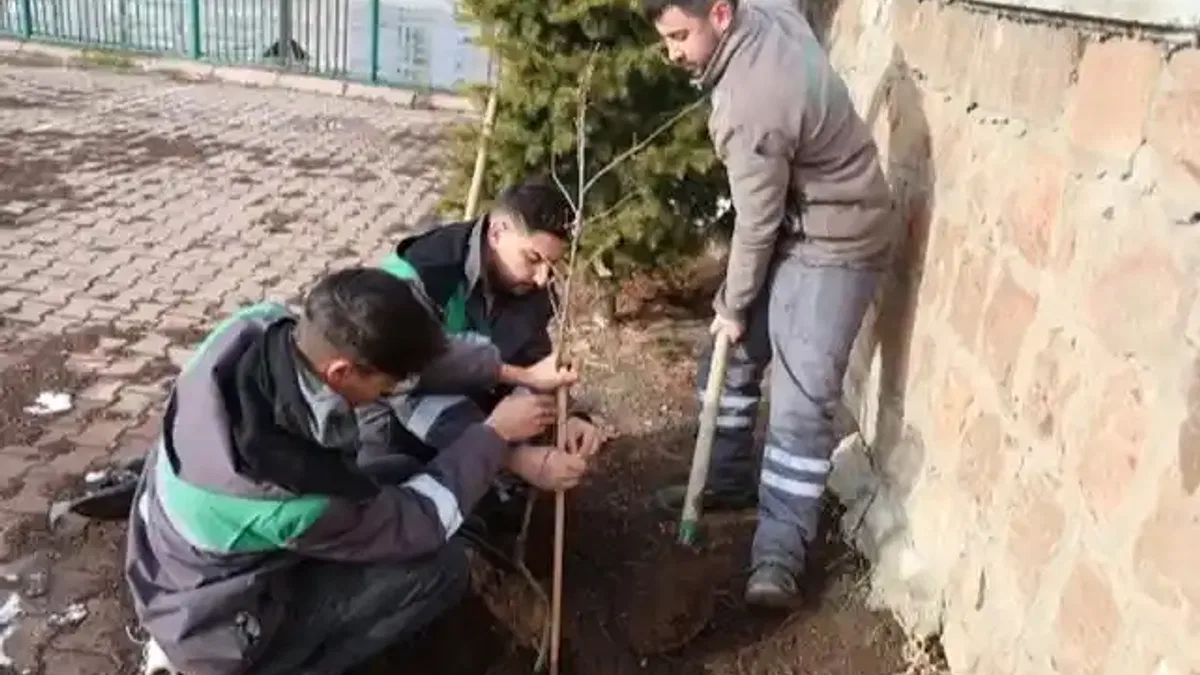 Kayseri Talas'ın kamu alanlarına kestane fidanı