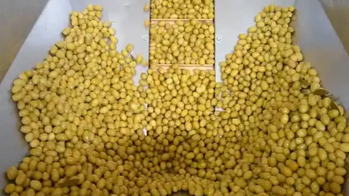 Sofralık Zeytin İhracatı Yeni Sezona Yüzde 13’lük Artışla Girdi