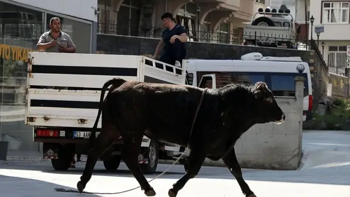Kaçan kurbanlıklar zor anlar yaşattı