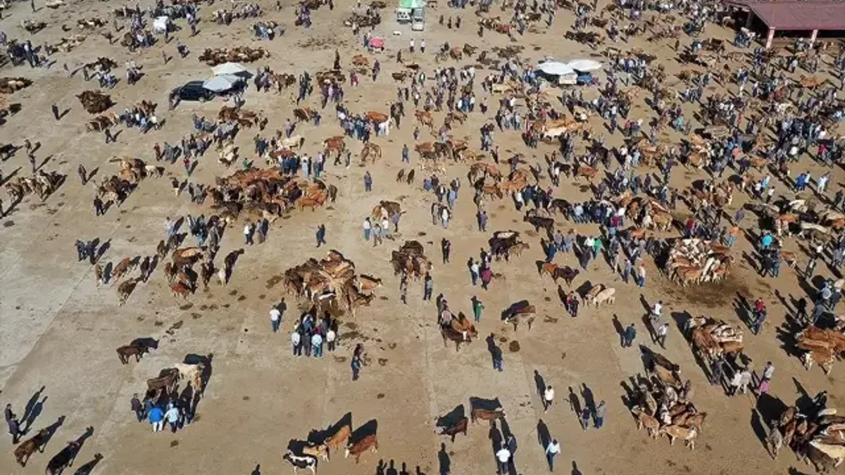 Ağrı'da aylardır özenle bakılan kurbanlıklar pazara indi