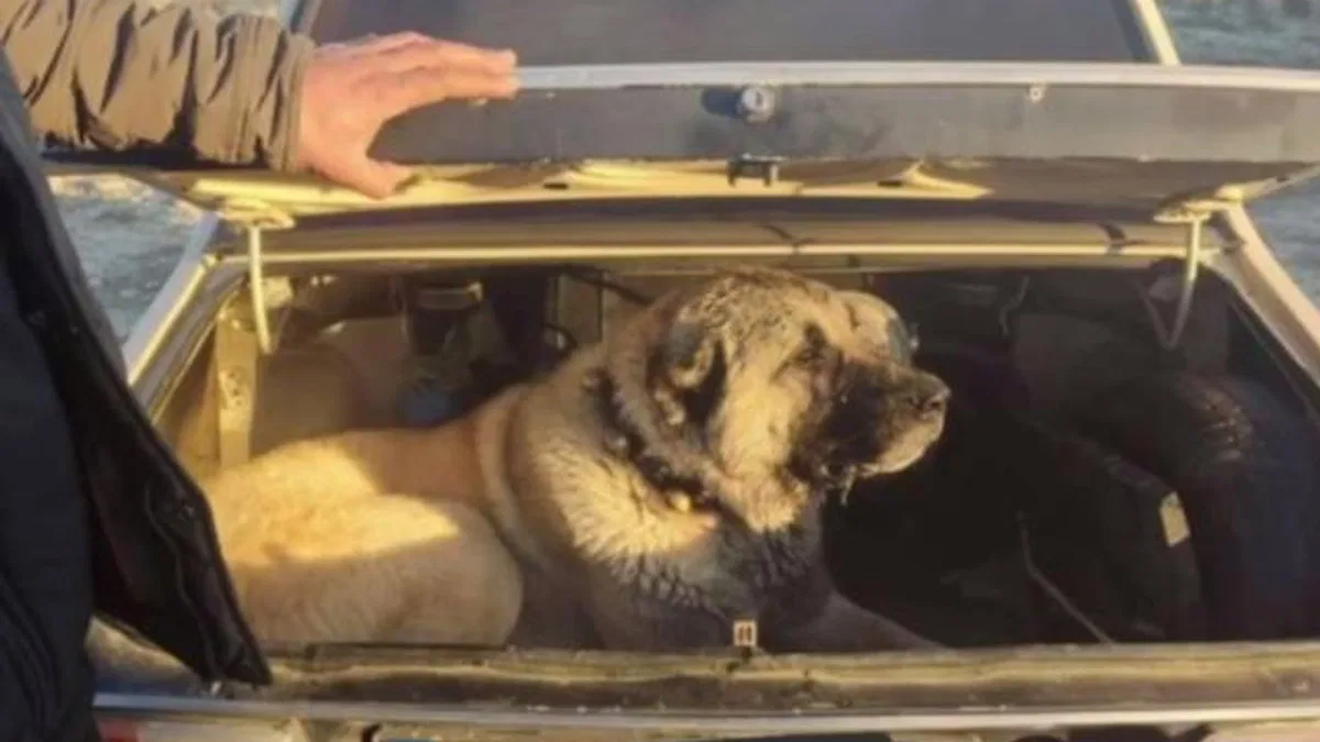 İçişleri'nden köpek dövüşüne şok baskın!