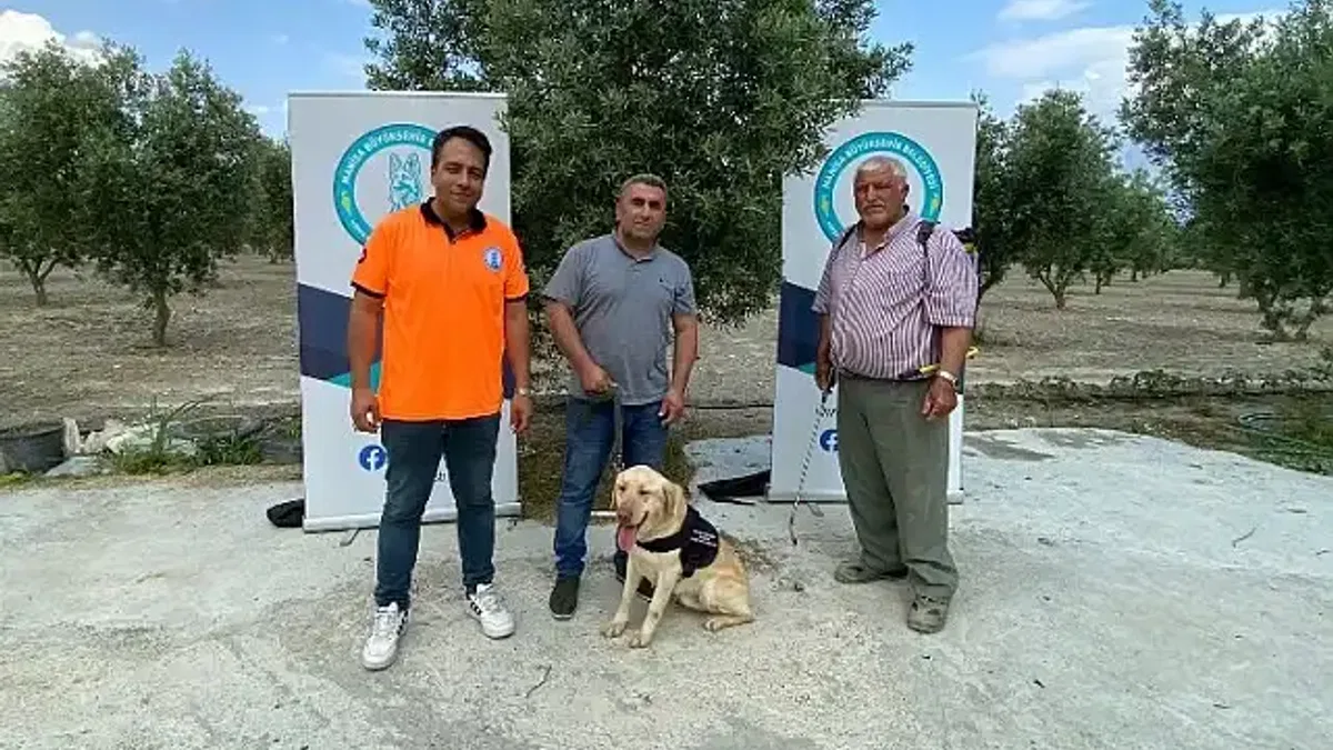 Manisa'da 'Üzüm' çiftçinin can yoldaşı olacak