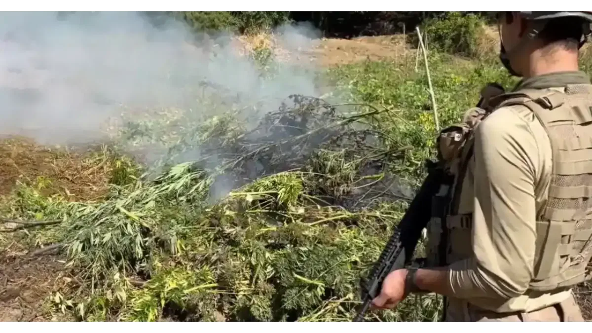 Diyarbakır’da 217 bin kök kenevir ve skunk imha edildi
