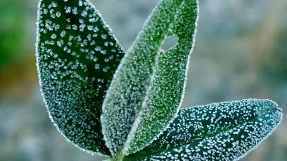 Meteoroloji'den don ve çığ uyarısı