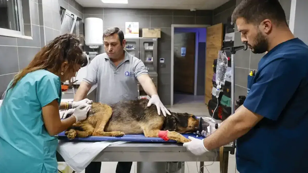 Antalya’da yangında can dostlara seferberlik