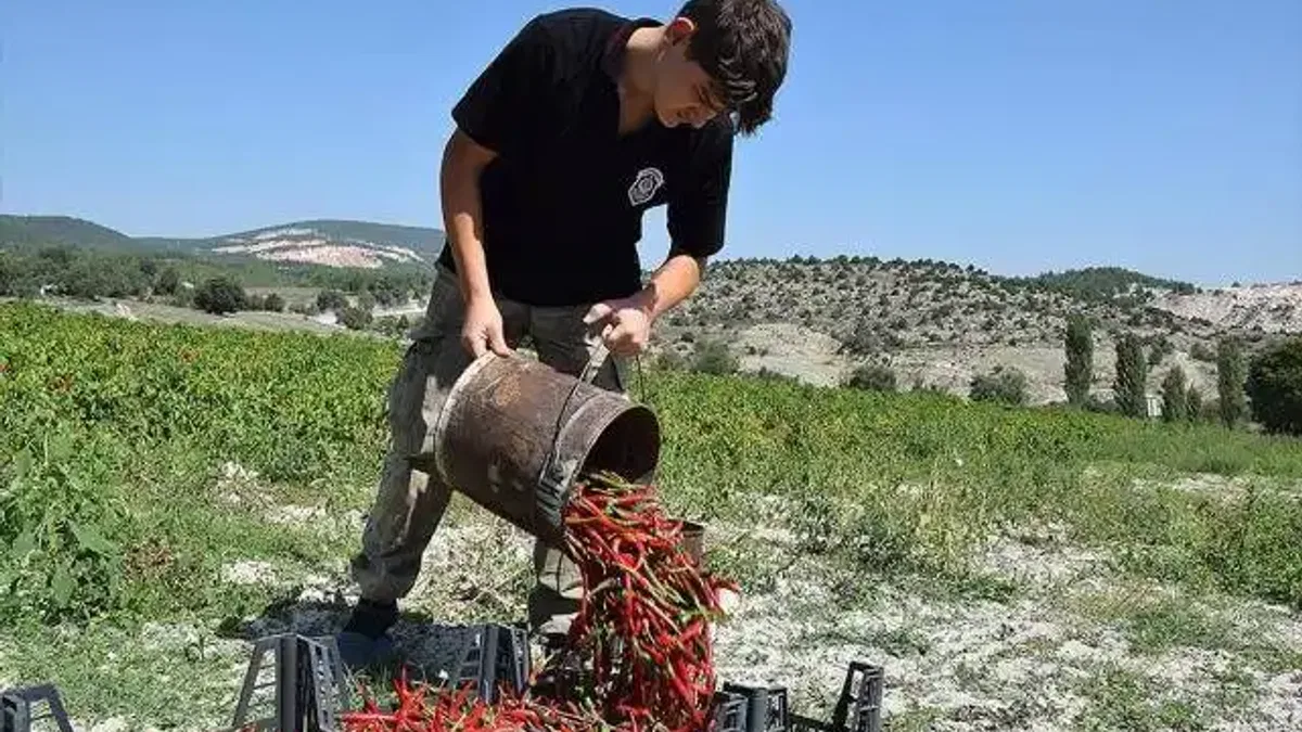 Bilecik'in coğrafi işaretli Çukurören biberinde 650 ton rekolte bekleniyor