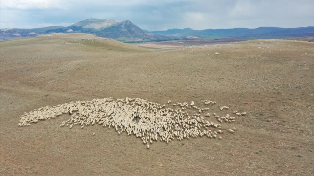 Kangal Akkaraman ırkı koyunların yetiştirildiği TİGEM'in arazisine 8 gölet yapıldı