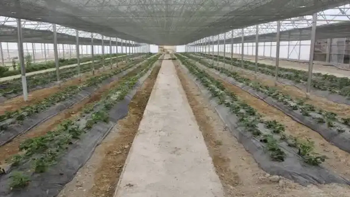 Beypazarı Belediyesinin örnek meyve bahçesinde yetiştirilen çilekler, öğrencilere dağıtıldı