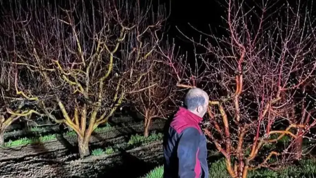 Zirai don alarmı! Ekipler sahada