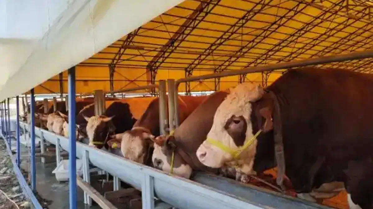 İstanbul'da 'Kurban Timi' kuruldu