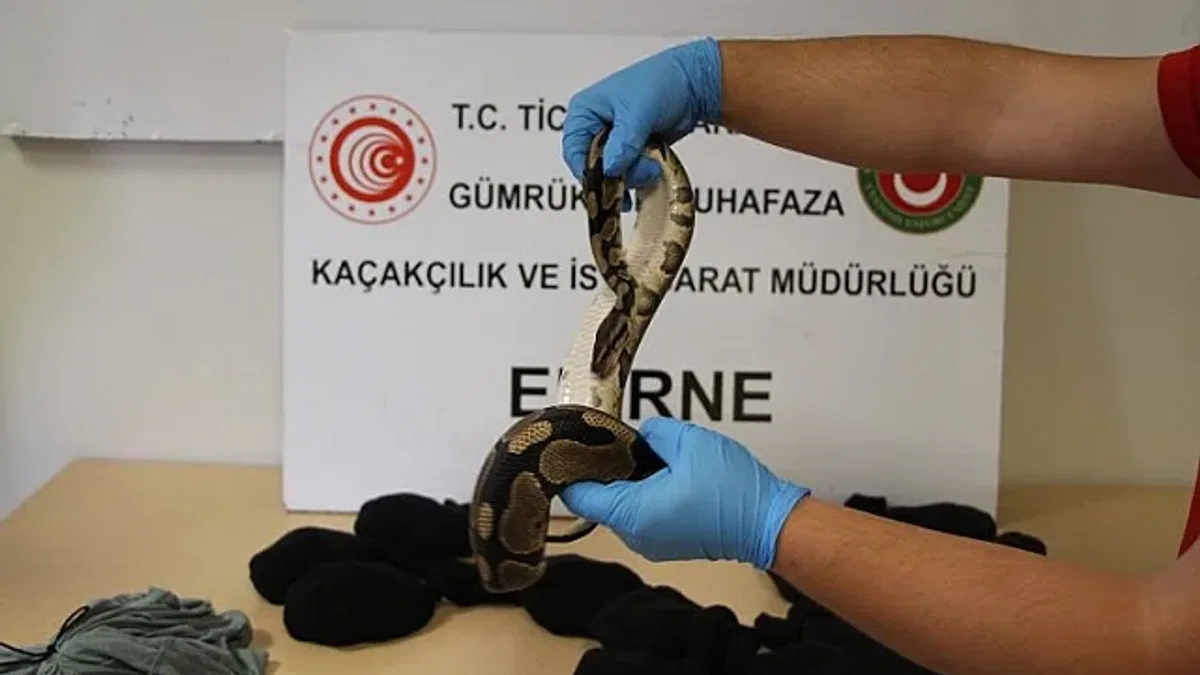 Kapıkule'de yavru piton operasyonu