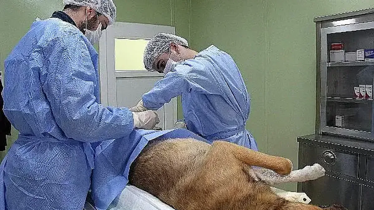 Buca Belediyesi bir yılda 12 bin can dostuna kucak açtı