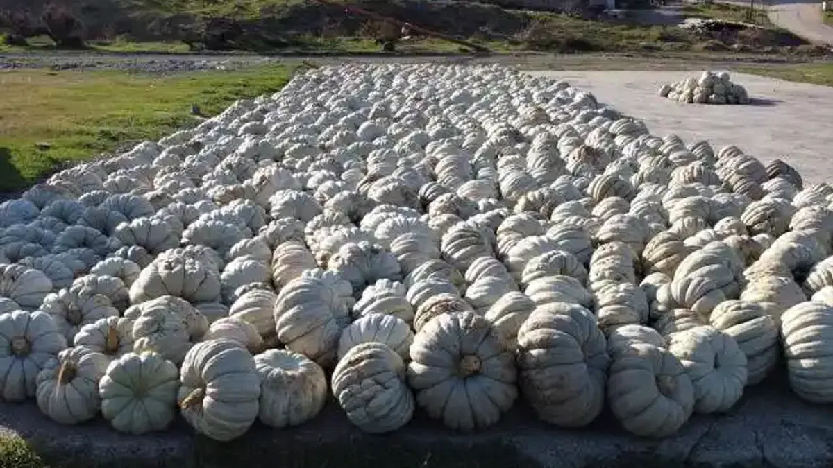Bilecik'in raf ömrü bir yılı bulan kestane kabağı Türkiye'nin birçok iline gönderiliyor