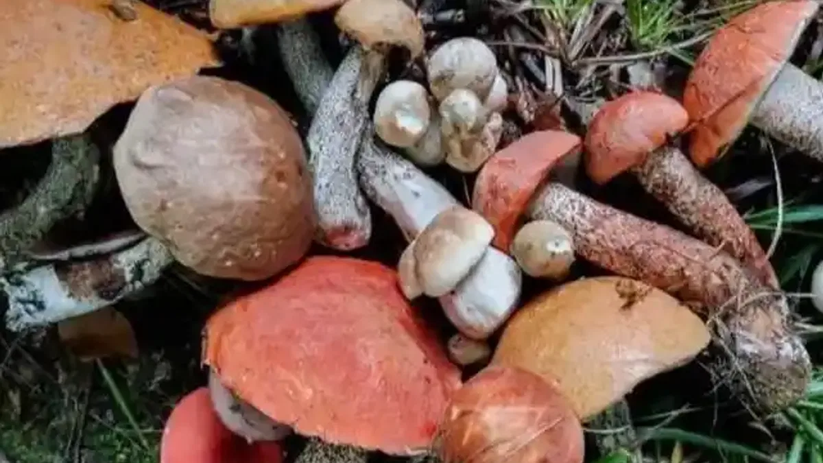 Zehirli mantarlara dikkat!
