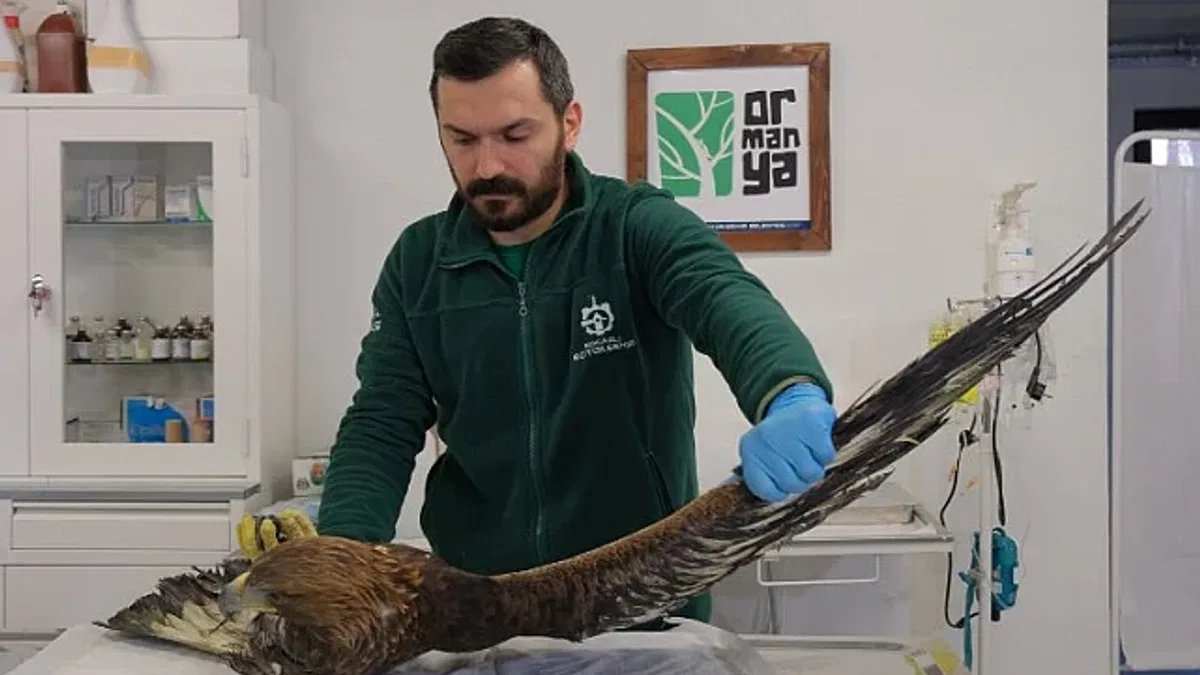 Binlerce yaban hayvanı hayata döndürüldü
