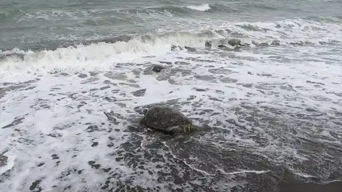 Uydudan izlenen caretta caretta 'Esin' 24 günlük yolculuğunun sonunda Mısır'a ulaştı