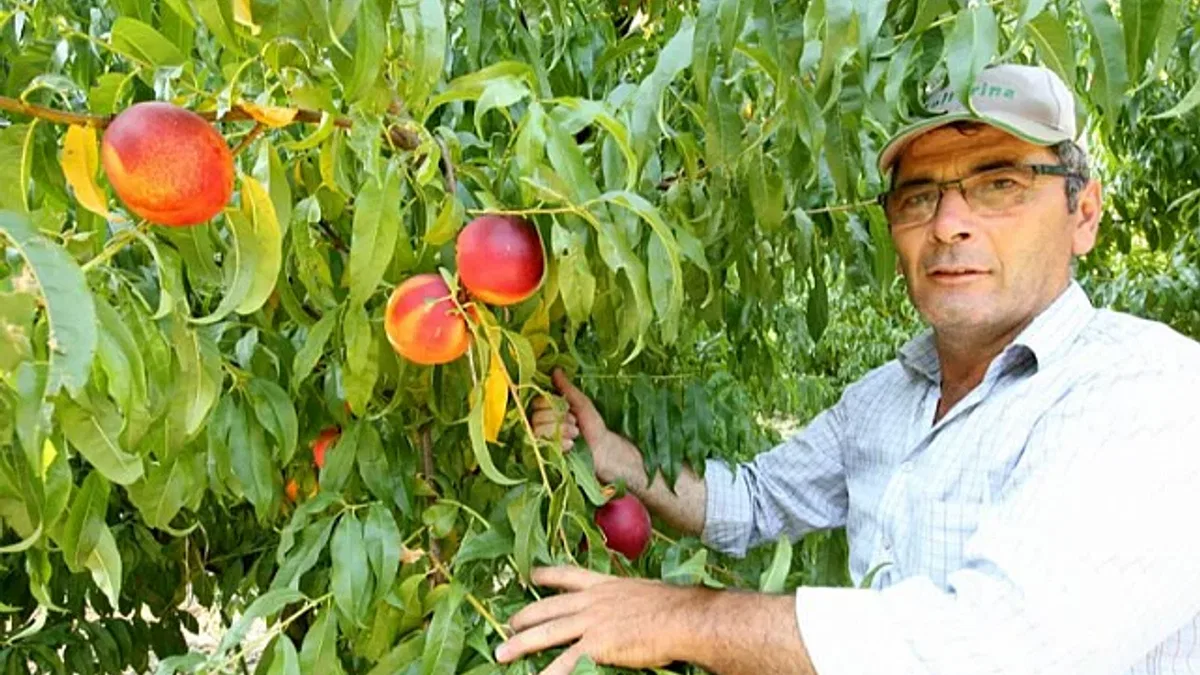 Yenişehir Ovası'nı don ve kırağı vurdu