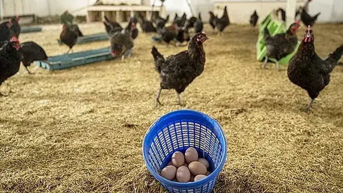Konya'ya hayvancılık kampüsü kurulacak