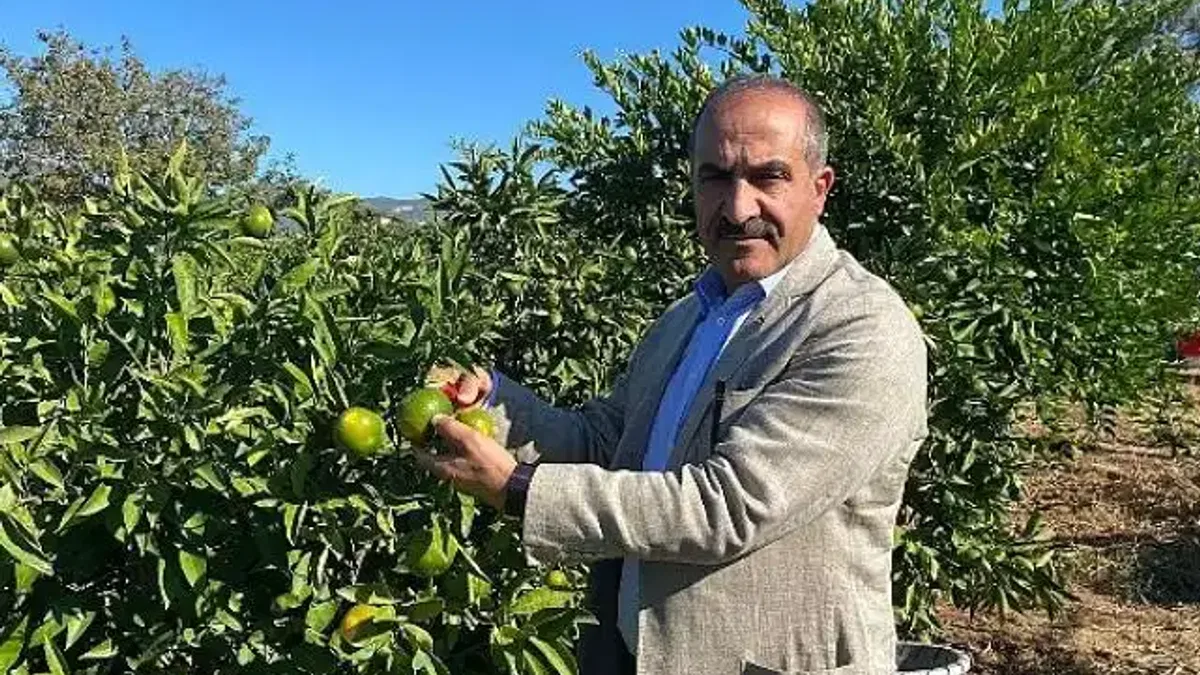 Satsuma mandalinanın ihracat yolculuğu 18 Ekim'de başlıyor