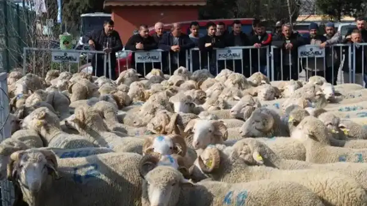 Kocaeli'den damızlık koçlarda 2. etap dağıtım... 500 koç, 150 teke verilecek