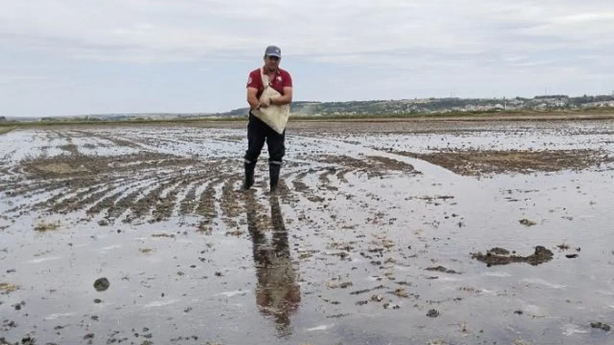 İpsala'da çeltik ekimi tamamlanıyor... Pirinç ihtiyacının yüzde 41'ini karşılayacak