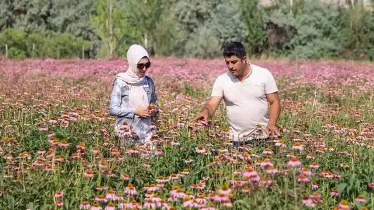 Vanlı çift kiralık arazide yetiştirdikleri ekinezyayı ilaç firmalarına satacak