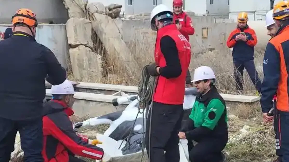 AFAD’dan uluslararası iş birliğiyle hayvan koruma projesi... RESQ-ANIMALS başladı