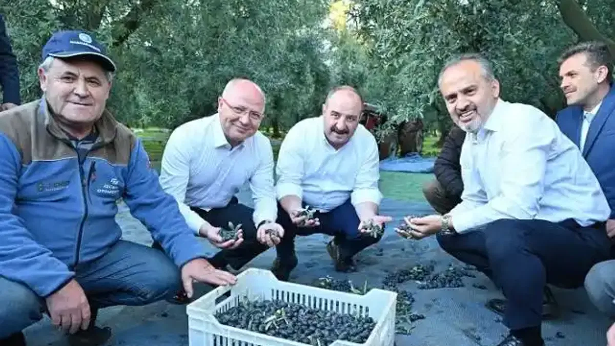 Bursa zeytininde hasat bereketi