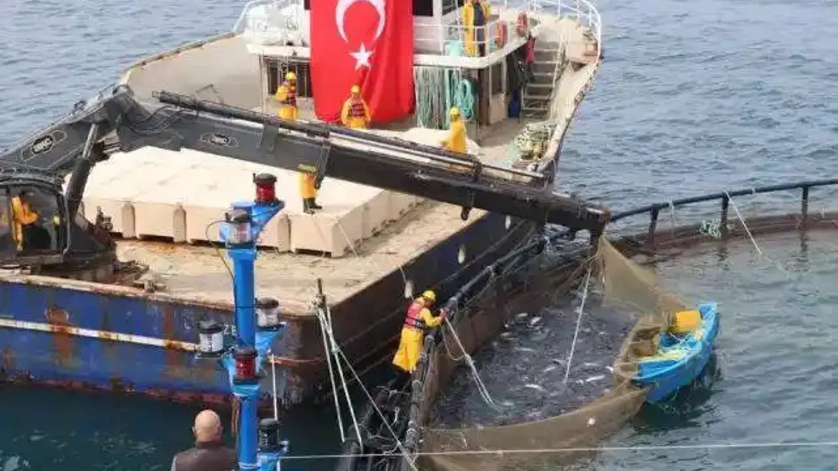 Türk somonu ihracatta rekor yolunda