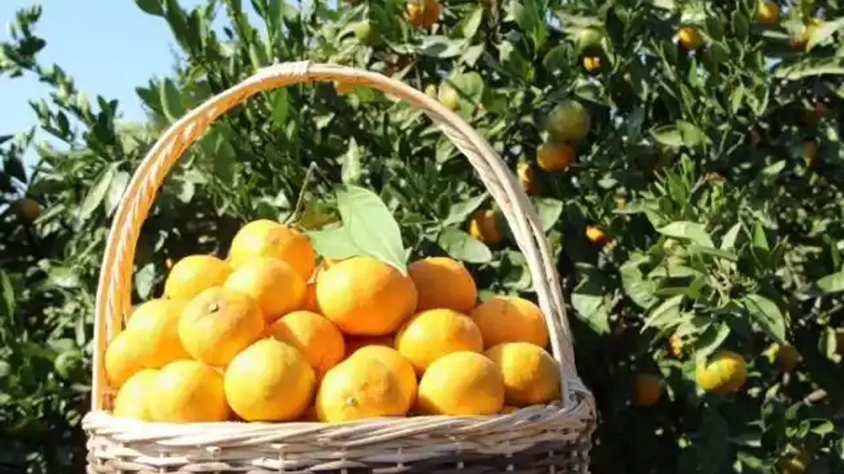 Narenciyeden 'yeşillenme' ile mücadele çağrısı