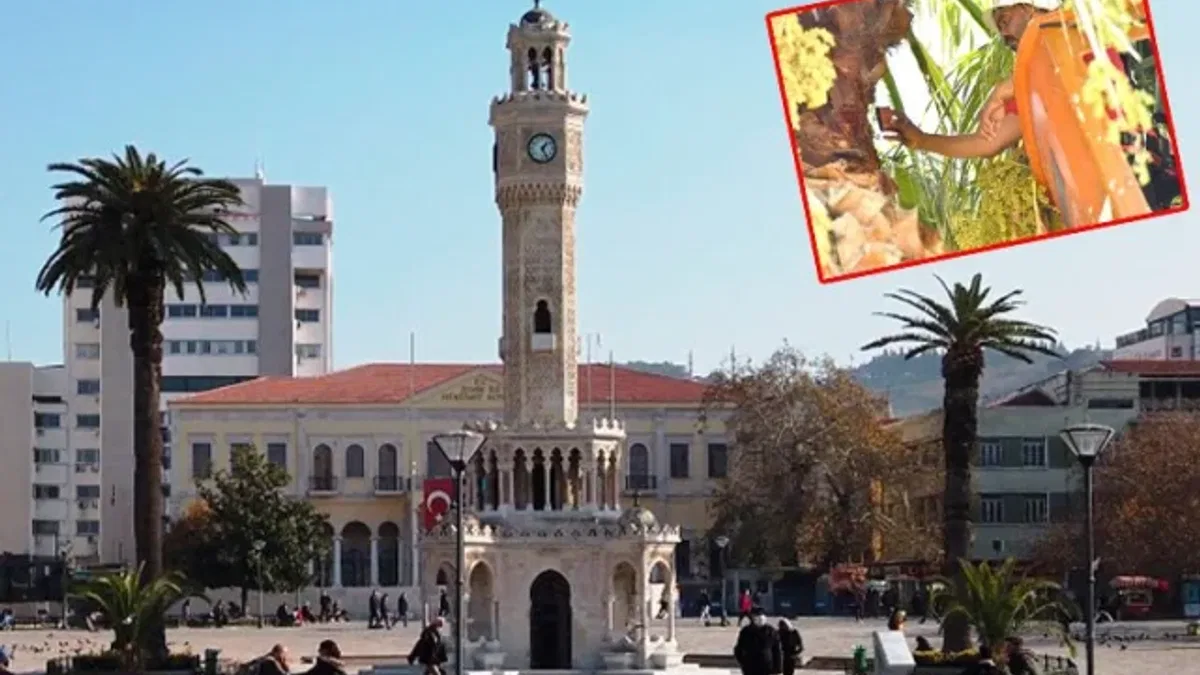 Palmiye ağaçları koruma altında