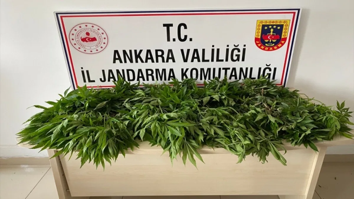 Çubuk'ta 483 kök Hint keneviri ele geçirildi