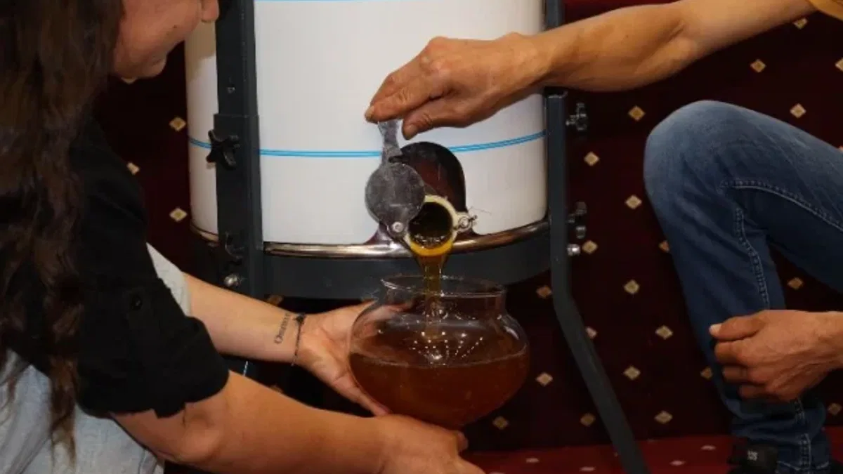 Muğla'da ilk sağım çam balı 61 bin TL!