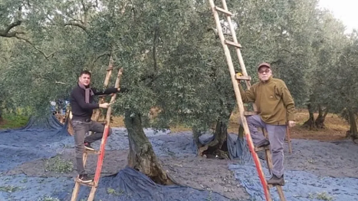 Bursa'da zeytin hasadında son günler