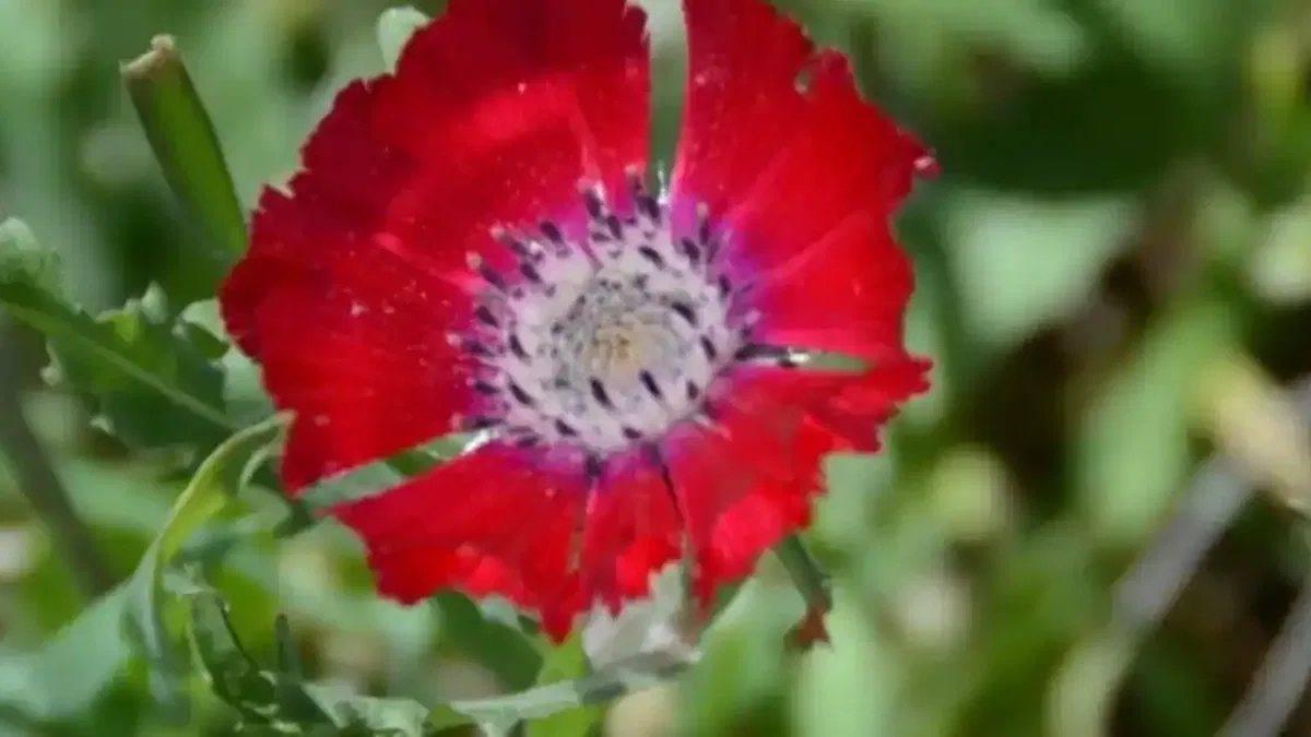 Külhöyük'te iki önemli keşif! 4 bin yıllık Sevgi Çiçeği tohumları bulundu