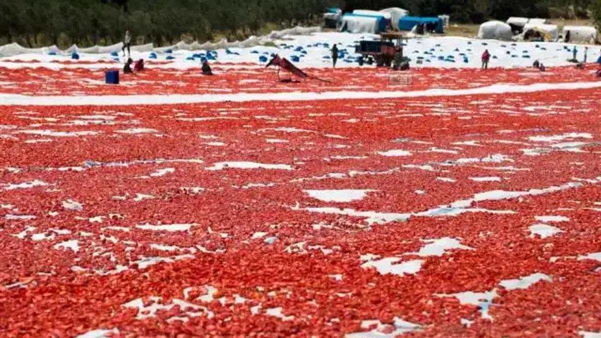 Türkiye, Kuru Domates İhracatında Dünya İkincisi Oldu