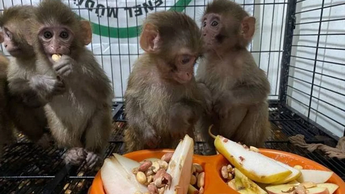 Polisin kaçakçıların elinden kurtardığı örümcek maymunlara özenle bakılıyor