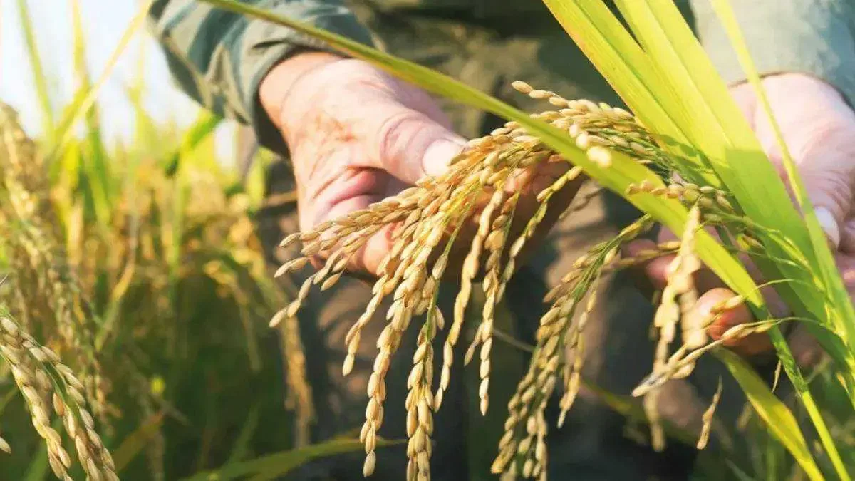 TMO 2026 hububat alım fiyatlarını açıkladı