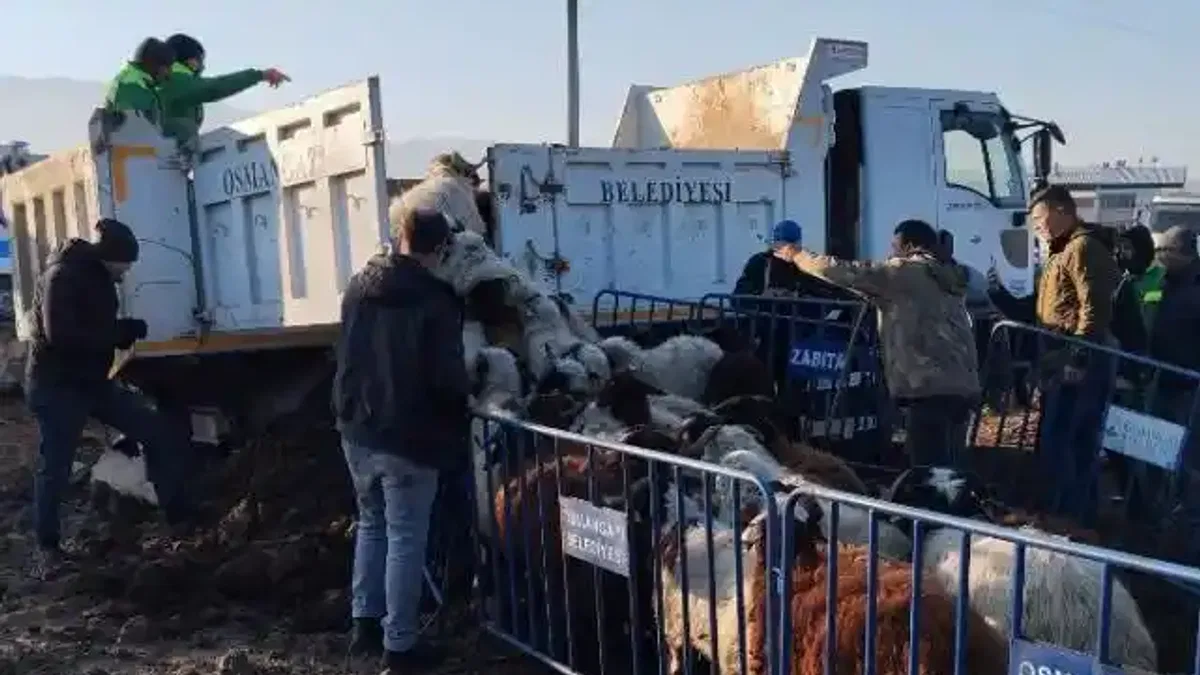 Tarım arazilerine zarar veren koyunlara Osmangazi Zabıtası'ndan müdahale