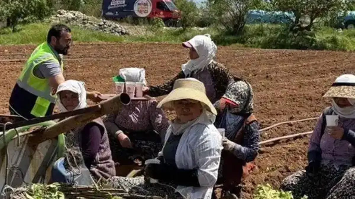 Denizli’de tarlalara ikram molası