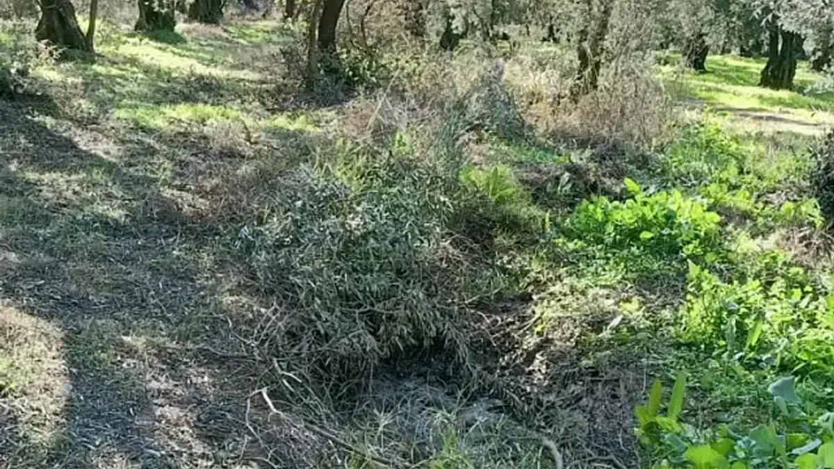 Zeytin tarlalarına dadandılar! 600 bin liralık hasatla kaçtılar!
