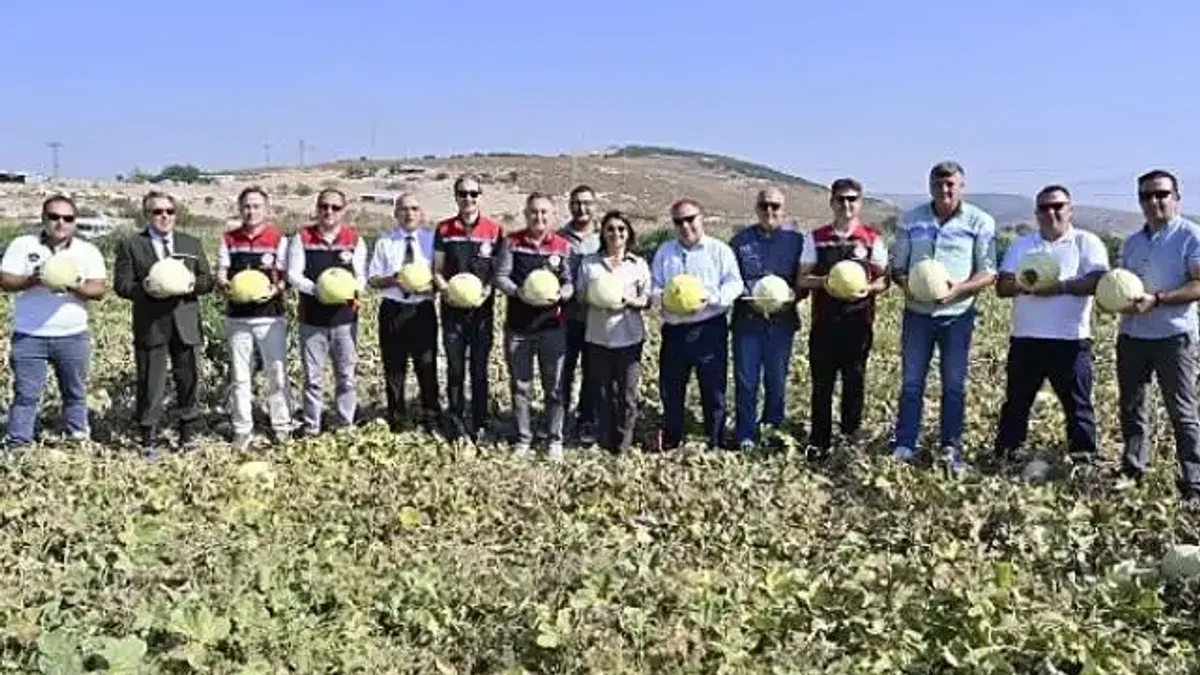 Foça'da Kavun Hasat Şenliği