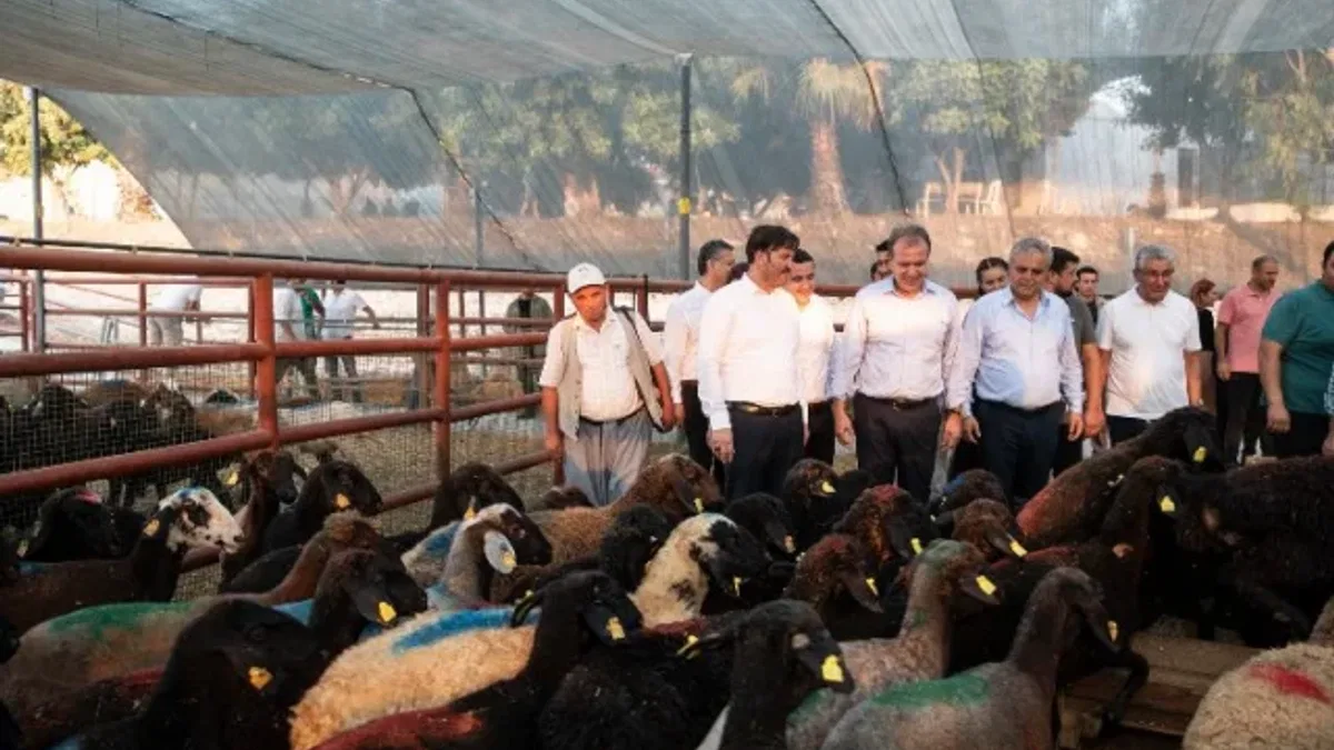 Üreticilere küçükbaş hayvan hibesi