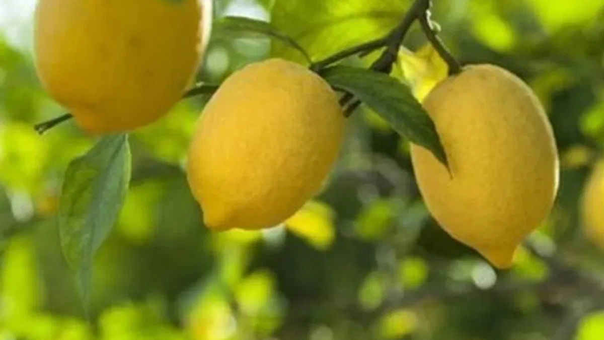 Limon ithalatına kapı açıldı!