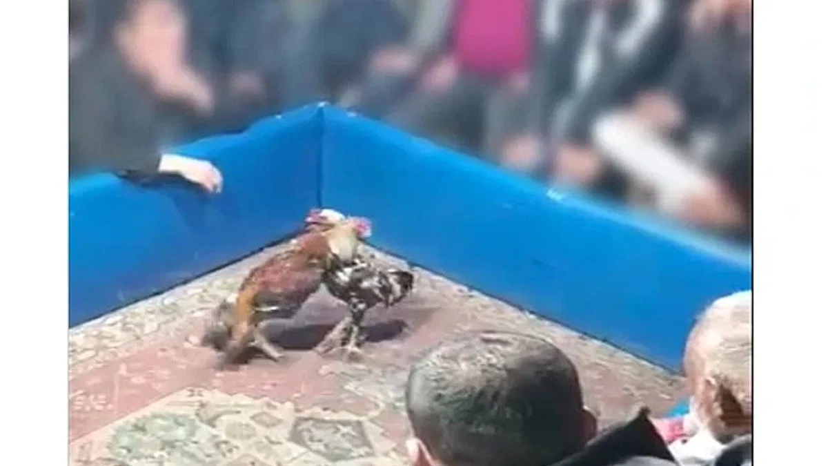 Horoz dövüşüne polis baskını!