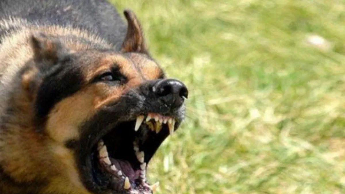 Ankara'daki köpek saldırısıyla ilgili İçişleri soruşturma başlattı