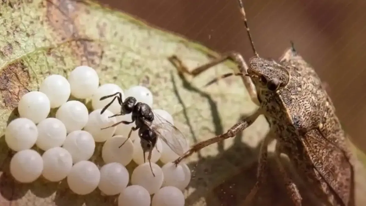 Kahverengi kokarca ile biyolojik mücadelede yeni adım