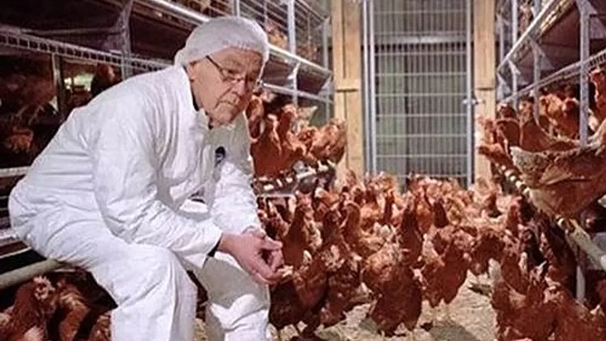 Kırmızı Tavuk Biti Nedir?
