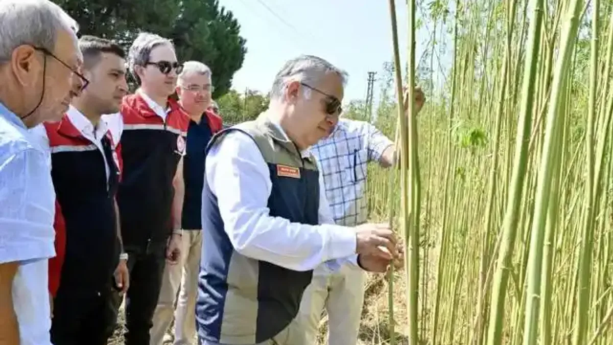 İzmir'de izinli yetiştirilen kenevire ilk hasat
